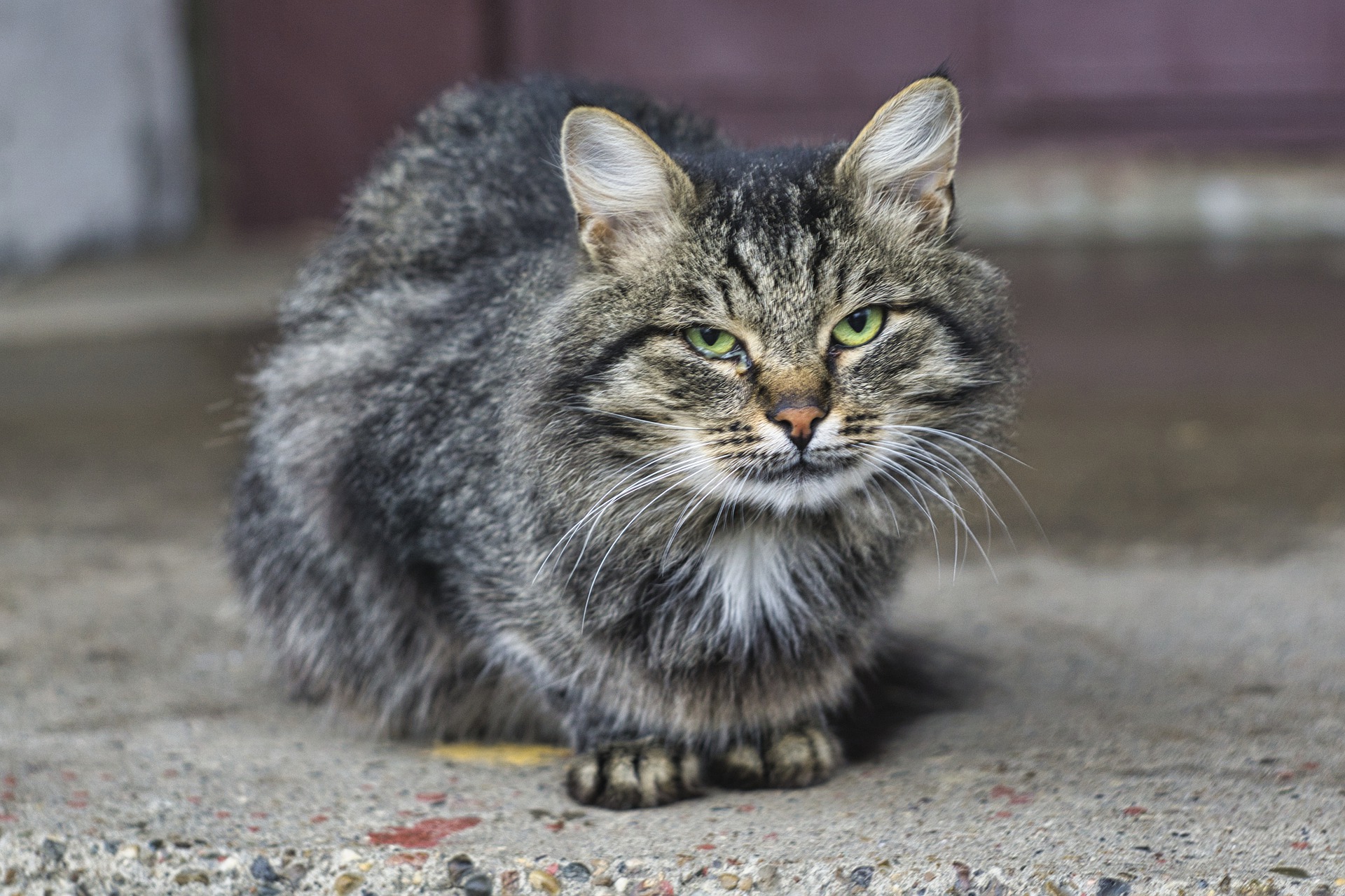 Chats errants : témoignage d’une bénévole